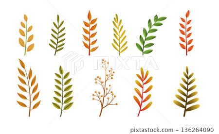 collection of natural autumn leaves element white background design 136264090