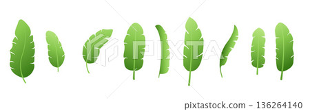 organic and herbal banana leaves element design in set 136264140
