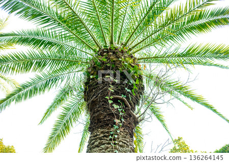 Looking up at the Canary Islands palm Looking up at the Canary Islands palm 136264145