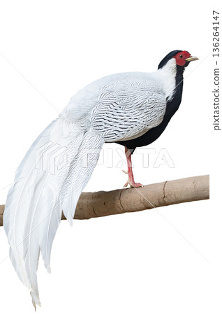 Male silverback on white background 136264147
