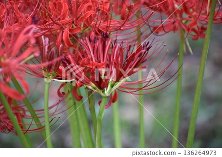 彼岸花在秋分前後盛開,花謝後才長出葉子。 彼岸花在秋分前後盛開,花謝後才長出葉子。 136264973