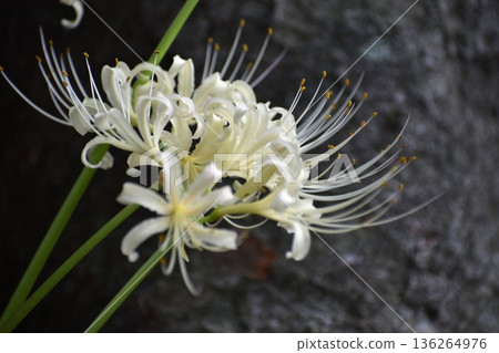 Higanbana flowers bloom around the autumn equinox, and the leaves sprout after the flowers have finished blooming. 136264976
