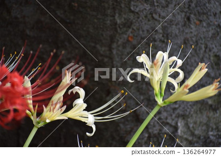 Higanbana flowers bloom around the autumn equinox, and the leaves sprout after the flowers have finished blooming. 136264977