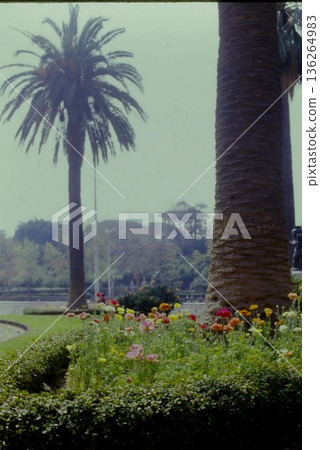 Sicilian Flowers 136264983