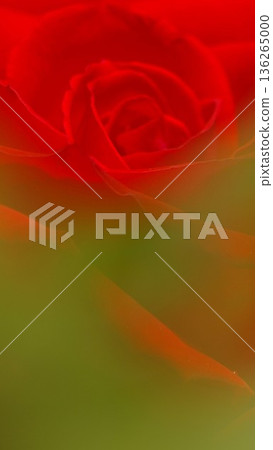 Red rose close-up 3 136265000