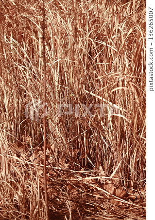 Dead grass Dead grass 136265007