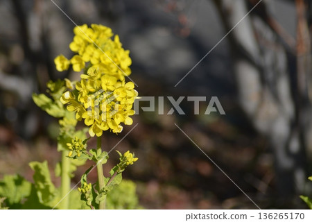 Yellow flowers 136265170