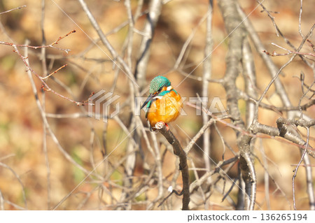 [Wild bird: Kingfisher] 136265194