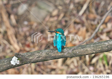 [Wild bird: Kingfisher] 136265196