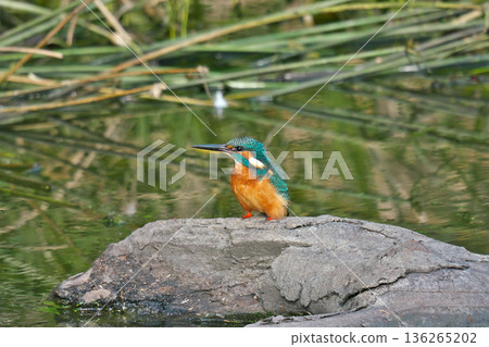 【野鳥:翠鳥】 【野鳥:翠鳥】 136265202