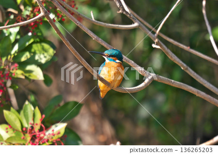 [Wild bird: Kingfisher] 136265203