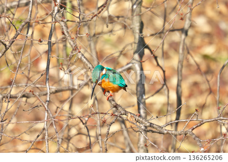 【野鳥：翠鳥】 136265206