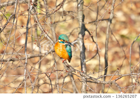 [Wild bird: Kingfisher] 136265207