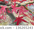 秋天的樹葉 136265243