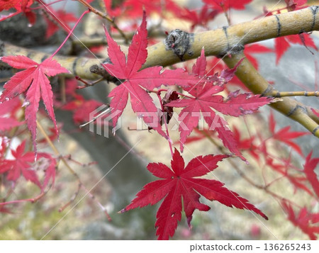 Autumn leaves Autumn leaves 136265243