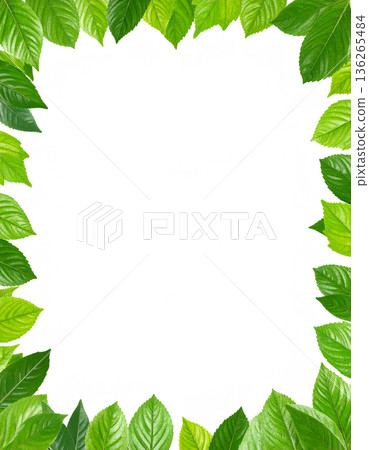 Vivid fresh green leaf frame and white background text space material Vivid fresh green leaf frame and white background text space material 136265484