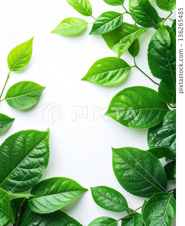 Vivid fresh green leaf frame and white background text space material Vivid fresh green leaf frame and white background text space material 136265485