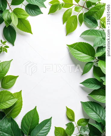 Vivid fresh green leaf frame and white background text space material 136265486