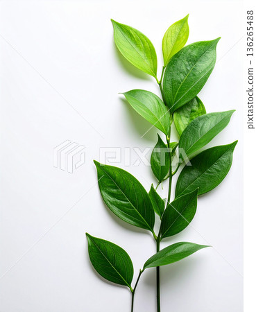 Vivid fresh green leaf frame and white background text space material Vivid fresh green leaf frame and white background text space material 136265488