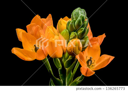 Vibrant Orange Star of Bethlehem Flowers Isolated on Black Background Vibrant Orange Star of Bethlehem Flowers Isolated on Black Background 136265773