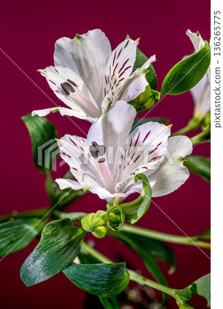 White Alstroemeria Lilies with Purple Streaks on Magenta Pink Background White Alstroemeria Lilies with Purple Streaks on Magenta Pink Background 136265775
