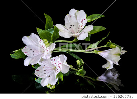 White Alstroemeria Flowers with Purple Streaks on Solid Black Background White Alstroemeria Flowers with Purple Streaks on Solid Black Background 136265783