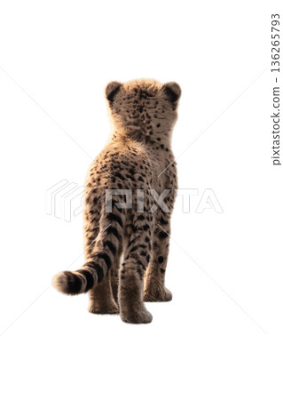 獵豹 獵豹 136265793