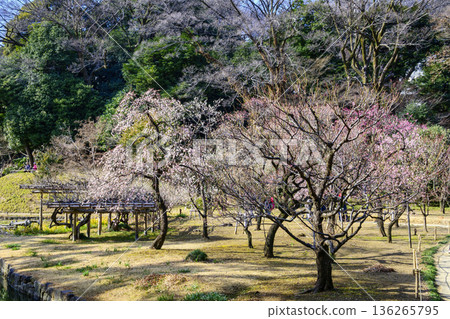 Tokyo, Koishikawa Korakuen Garden, a plum grove associated with the Mito Tokugawa family, a national special historic site in early February 136265795