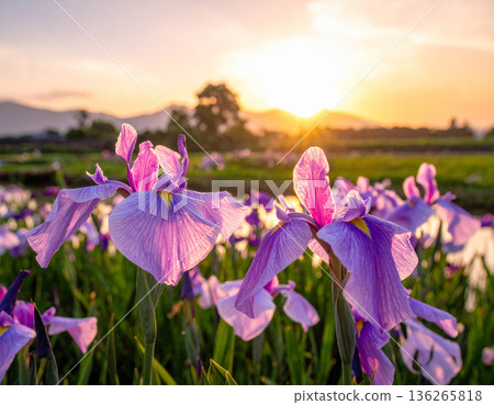 "Tango no Sekku" Iris flowers "Tango no Sekku" Iris flowers 136265818