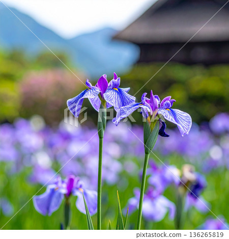"Tango no Sekku" Iris flowers "Tango no Sekku" Iris flowers 136265819