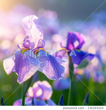 "Tango no Sekku" Iris flowers "Tango no Sekku" Iris flowers 136265820