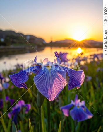 "Tango no Sekku" Iris flowers "Tango no Sekku" Iris flowers 136265823