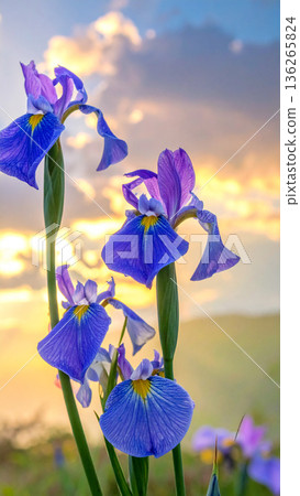 "Tango no Sekku" Iris flowers "Tango no Sekku" Iris flowers 136265824