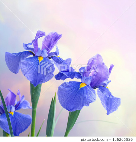"Tango no Sekku" Iris flowers "Tango no Sekku" Iris flowers 136265826