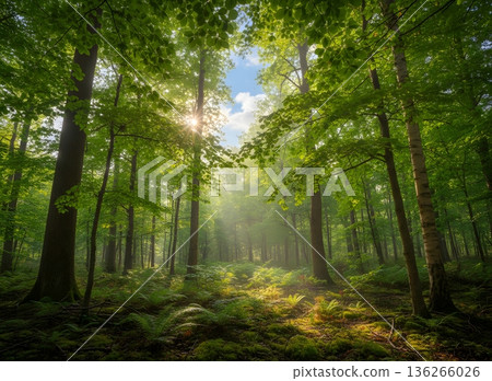 美麗的森林裡，光影交織，奏響一曲交響樂。 136266026