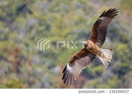 一隻黑鳶悠閒地飛過山 136266027