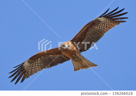 A black kite soaring against a blue background 136266028