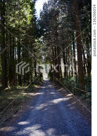 Tree trees Tree trees 136266054