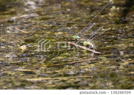 A silver dragonfly flying over the pond A silver dragonfly flying over the pond 136266504