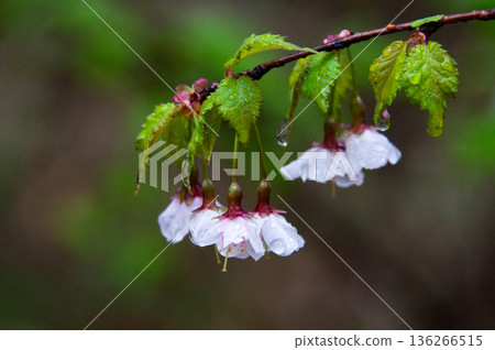Choji Sakura Choji Sakura 136266515