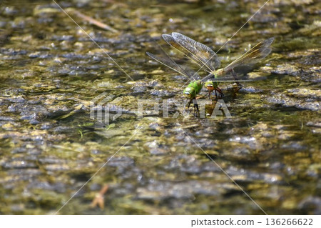A silver dragonfly flying over the pond A silver dragonfly flying over the pond 136266622