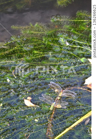 A silver dragonfly flying over the pond 136266625