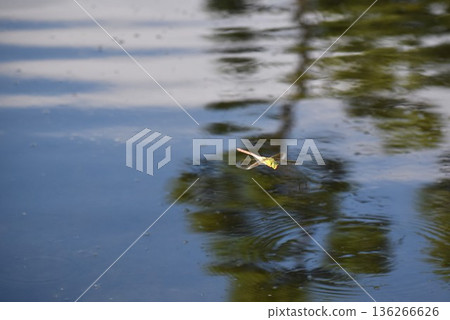 A silver dragonfly flying over the pond 136266626