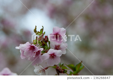 Minzakura Minzakura 136266647