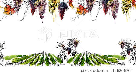 Grapevine among vineyard fields with foliage, overhanging fruit clusters in seamless banner. Isolated illustration hand drawn in watercolor and ink for labels, menu, garden publishing, winery branding 136266703