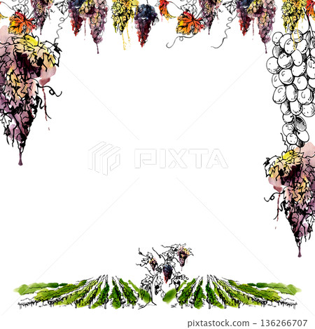 Frame of grape clusters on vine, foliage and tendrils, vineyard field landscape in watercolor with ink sketch line. Lifestyle publishing, menus, brochures, wine branding and organic product identity. 136266707