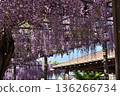 Wisteria in full bloom at Tsushima Tennogawa Park (Tsushima City, Aichi Prefecture) 136266734