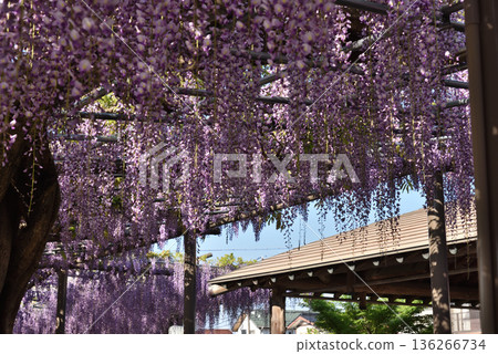 對馬天王川公園的紫藤花盛開（愛知縣對馬市） 136266734