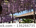 Wisteria in full bloom at Tsushima Tennogawa Park (Tsushima City, Aichi Prefecture) 136266735