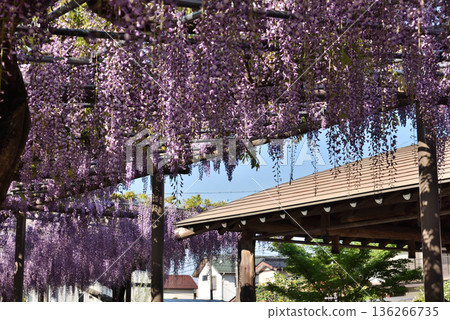 對馬天王川公園的紫藤花盛開（愛知縣對馬市） 136266735